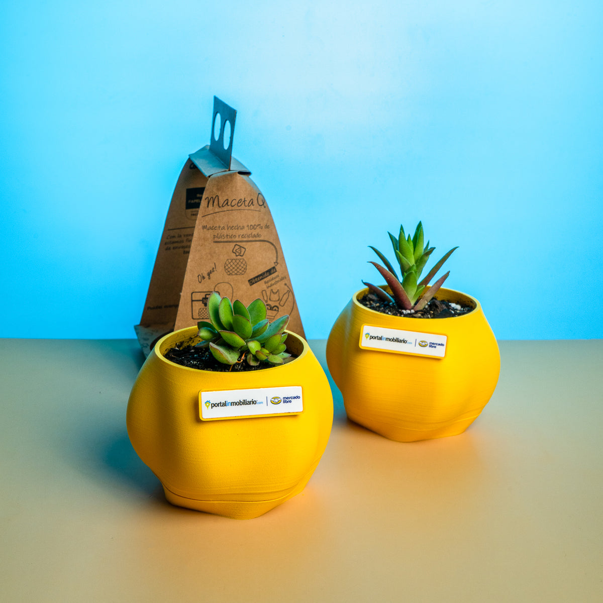 Macetas con Planta - Qactus