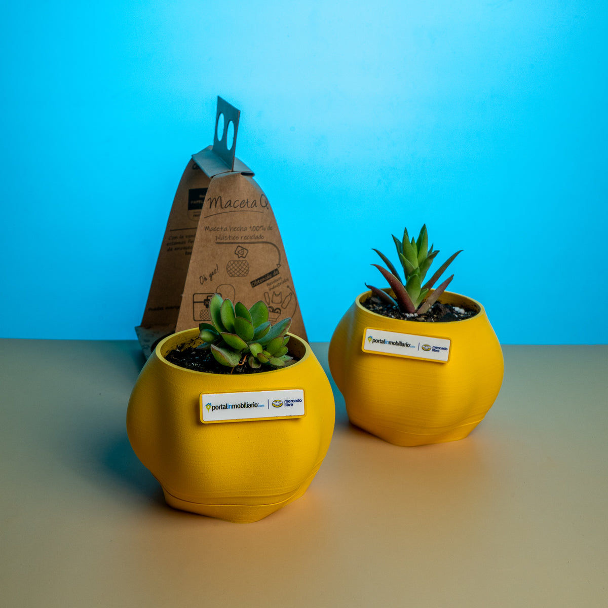 Macetas con Planta - Qactus